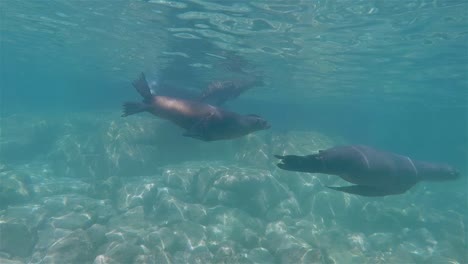 Lobos-Marinos-De-Baja-California-Nadan-Y-Juegan-Bajo-El-Agua-Cerca-De-Los-Islotos