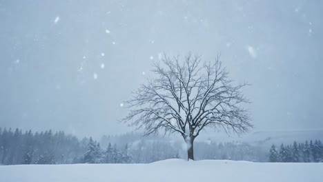 lonely tree in a snowy landscape