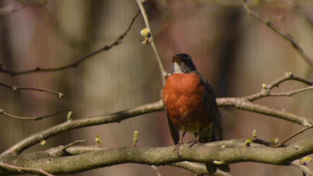 American Robin Looks Down the Barrel