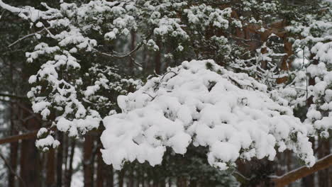 nahaufnahme eines kiefernbaums mit schnee