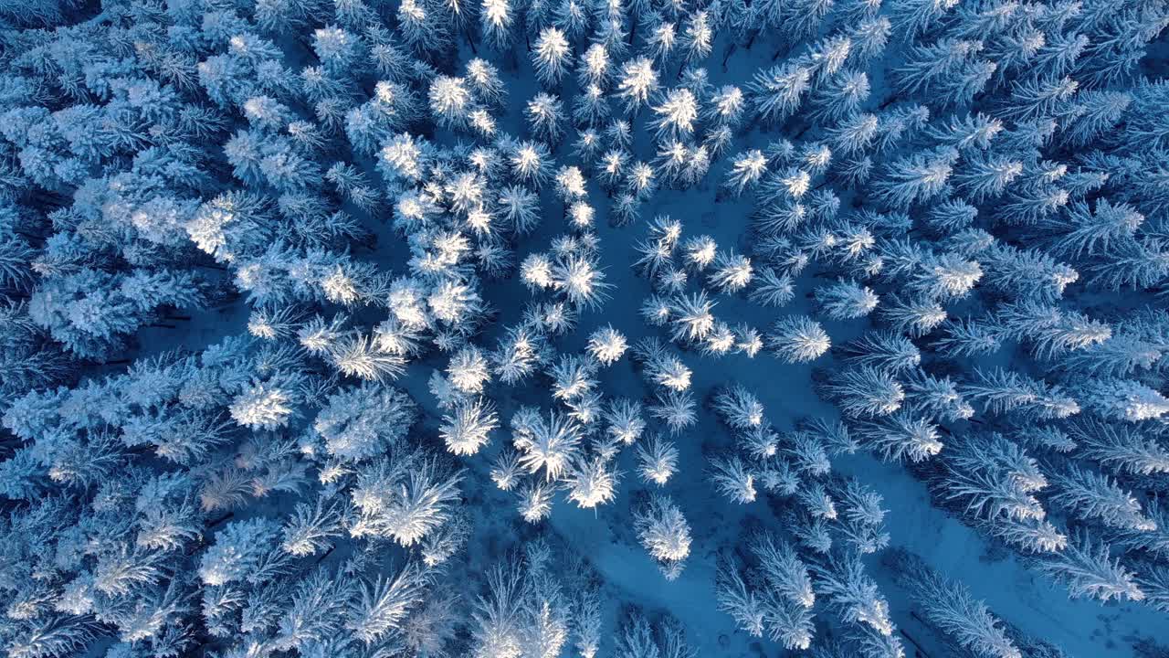 Oversiktsbilde av snødekket granskog om vinteren - luftfotografering i sirkel.