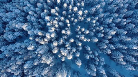 Vista-De-Arriba-Hacia-Abajo-Del-Bosque-De-Abetos-Cubierto-De-Nieve-Durante-El-Invierno---órbita-Aérea