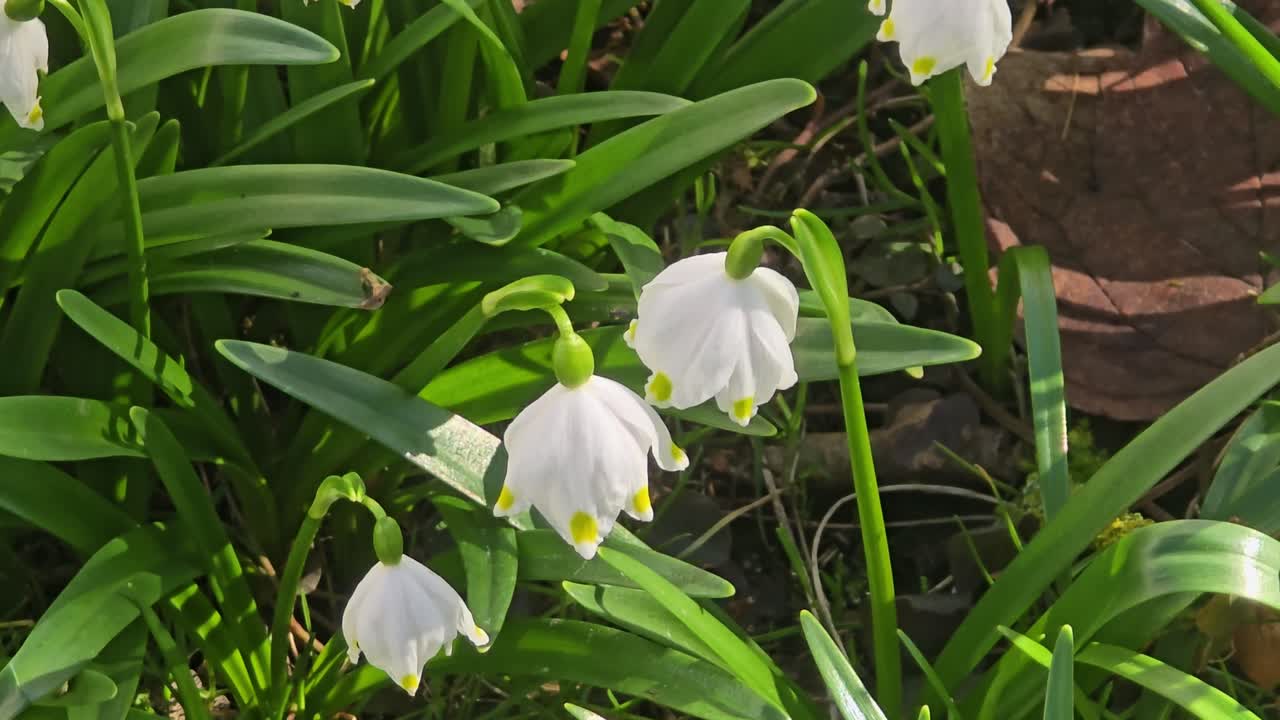 Beautiful spring scene with blooming snowflake (Leucojum vernum)