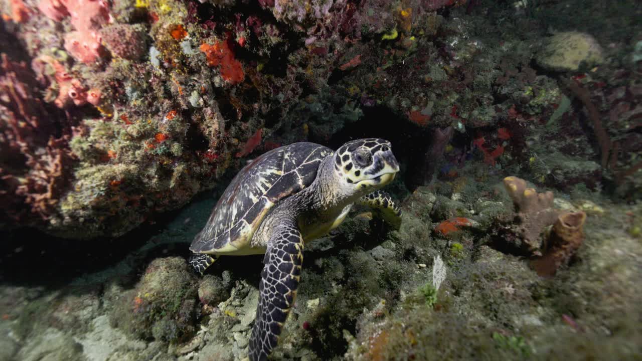 Green turtle swimming away from a diver on a night dive in the warm waters of the Caribbean