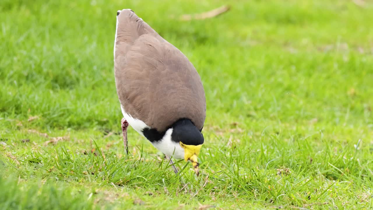 잔디에서 먹이를 찾는 마스크를 쓴