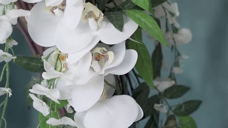 grand white orchid with burgeons slow motion close view