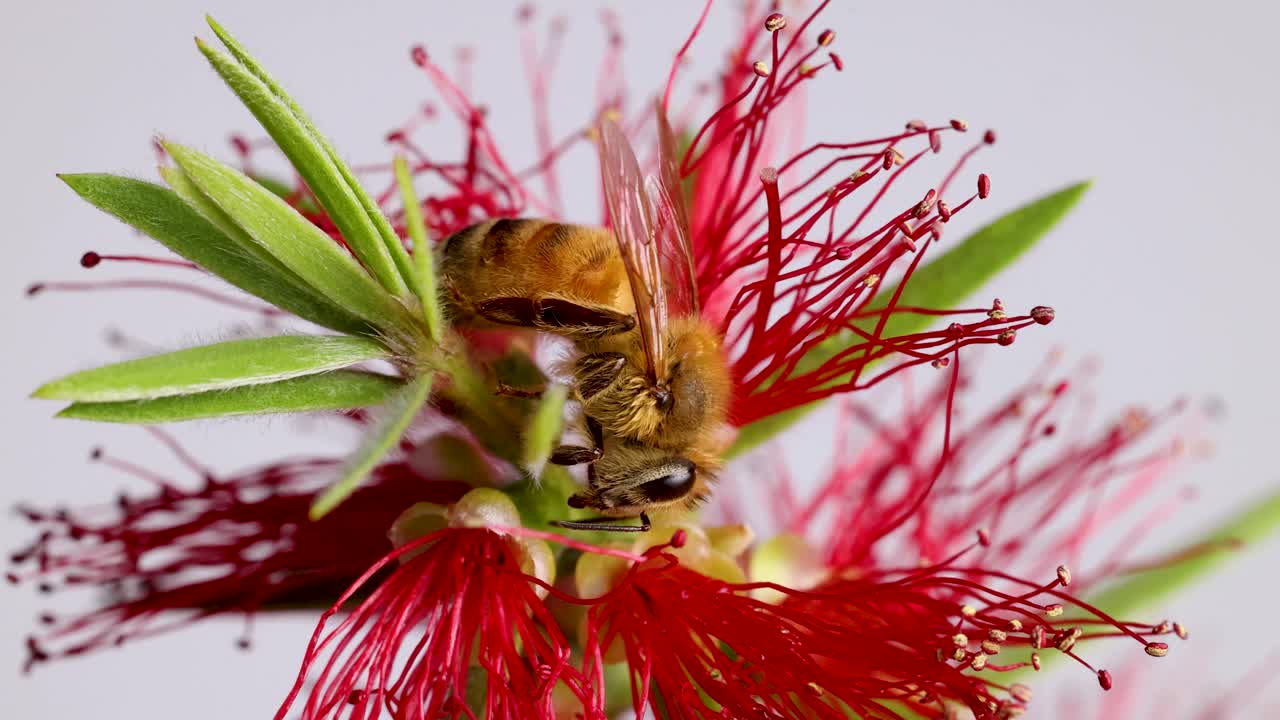Macro video of a honeybee interacting with a red bottlebrush flower, highlighting detailed textures and vibrant colors in a studio setting