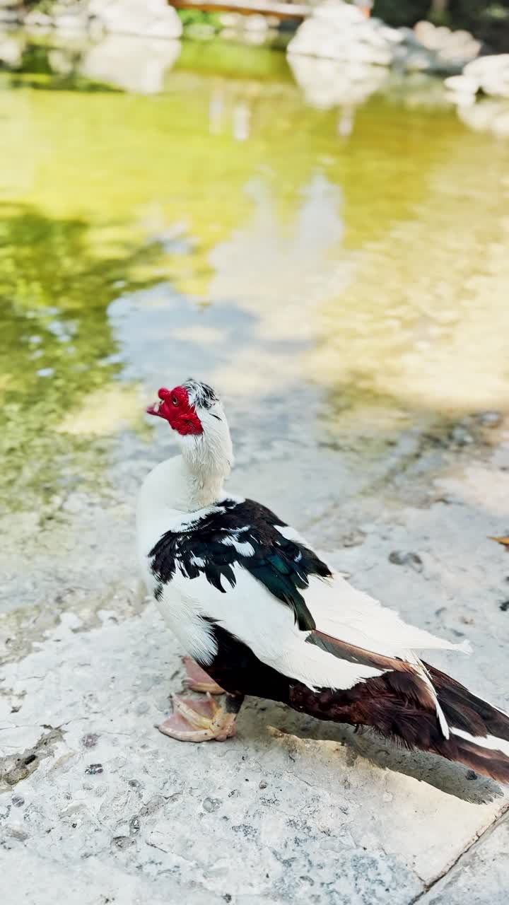 Muscovy Duck with Red Face Standing Beside Green Pond