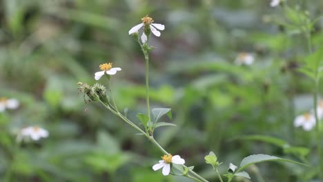 white flowers in gentle breeze on green leaves background