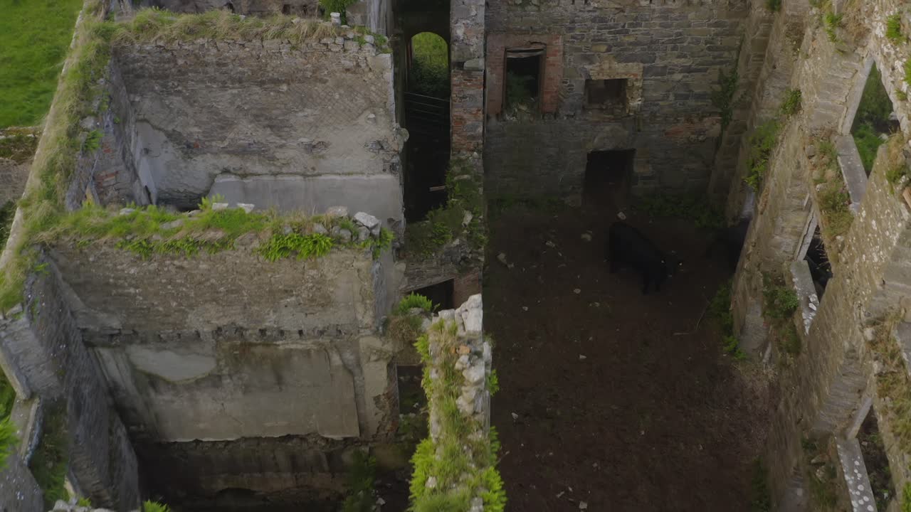 Ancient Ivy-Covered Castle Ruins with Pigs in a Green Landscape
