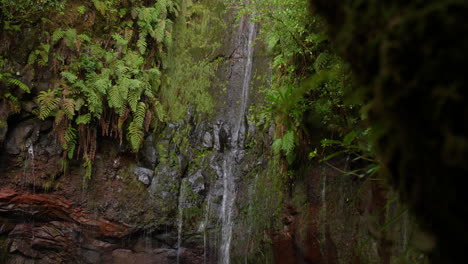 cascada madeira 25 fuentes cascada da risco exótica jungla tropical de primer plano