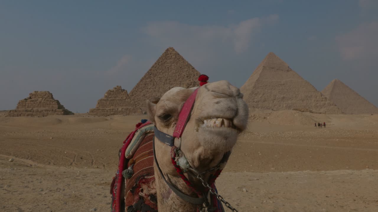 해가 지는 동안 기자 피라미드 앞 에 누워 있는 낙타 들