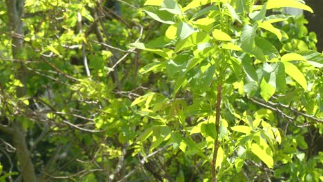 primer plano de las hojas de los árboles y el viento