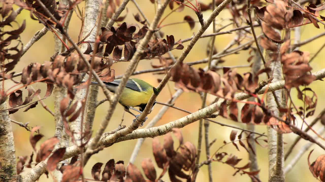 Great tit (Parus major) feeding in rowan tree in autumn, Scotland