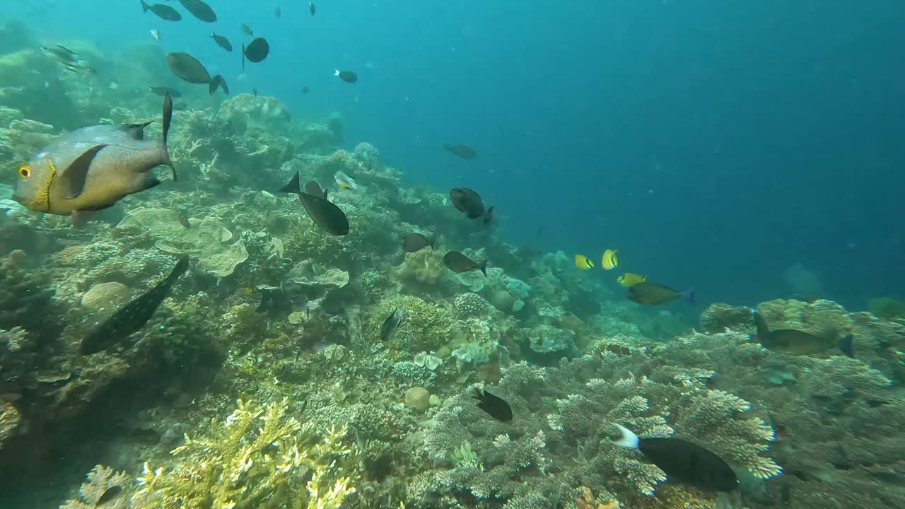 vista submarina de cardúmenes de peces tropicales con pargo nocturno nadando cerca de la cámara mientras se bucea sobre el ecosistema de arrecifes de coral del triángulo de coral en timor-leste, sudeste asiático