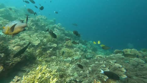 underwater view of shoals of tropical fish with midnight snapper swimming up close to camera whilst scuba diving over coral reef ecosystem of coral triangle in timor-leste, southeast asia