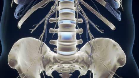 anatomical visualization: detailed examination of the human spine and pelvis structures with emphasis on nervous system connectivity