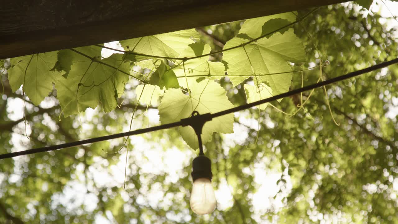 Sunlight filtering through grape leaves and a hanging Bulb during the golden hour