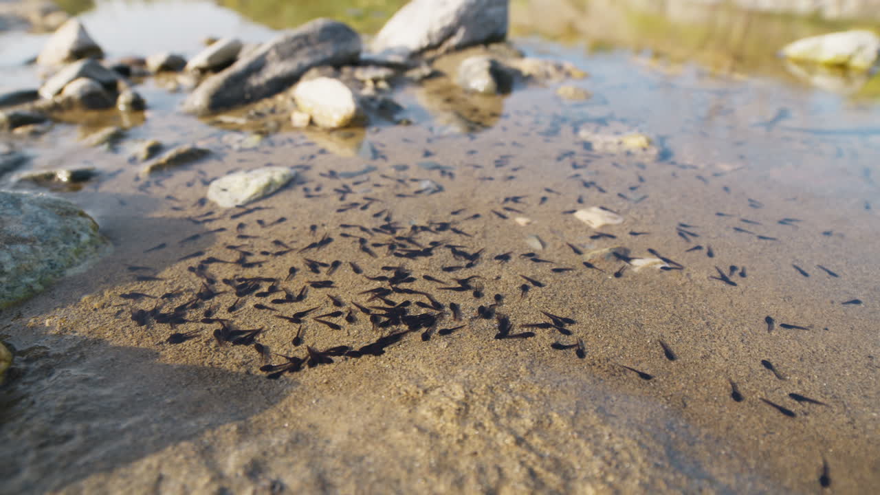 I girini, piccoli animali, si trasformano in rane in uno stagno d'acqua
