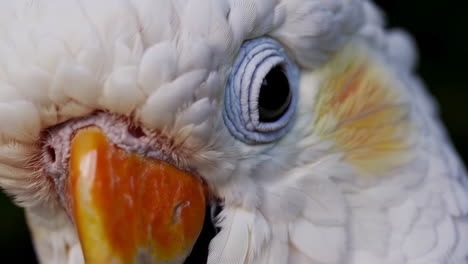 close-up of a white cockatoo