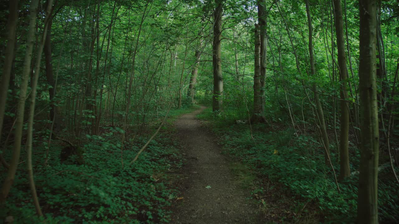 A peaceful walking trail in the forest of Langeland, Denmark, surrounded by green trees and plants