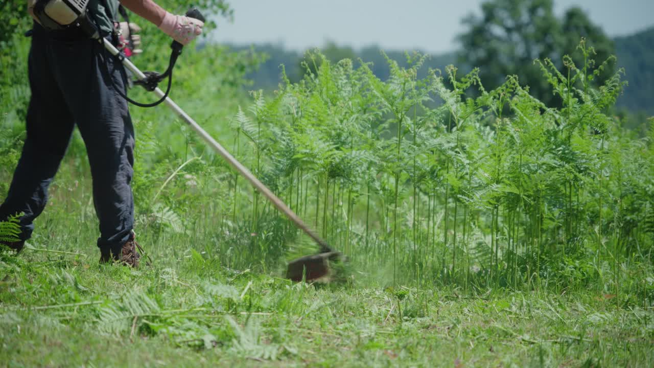 Man trims a patch of tall, vibrant green ferns using a brush cutter in a rural area