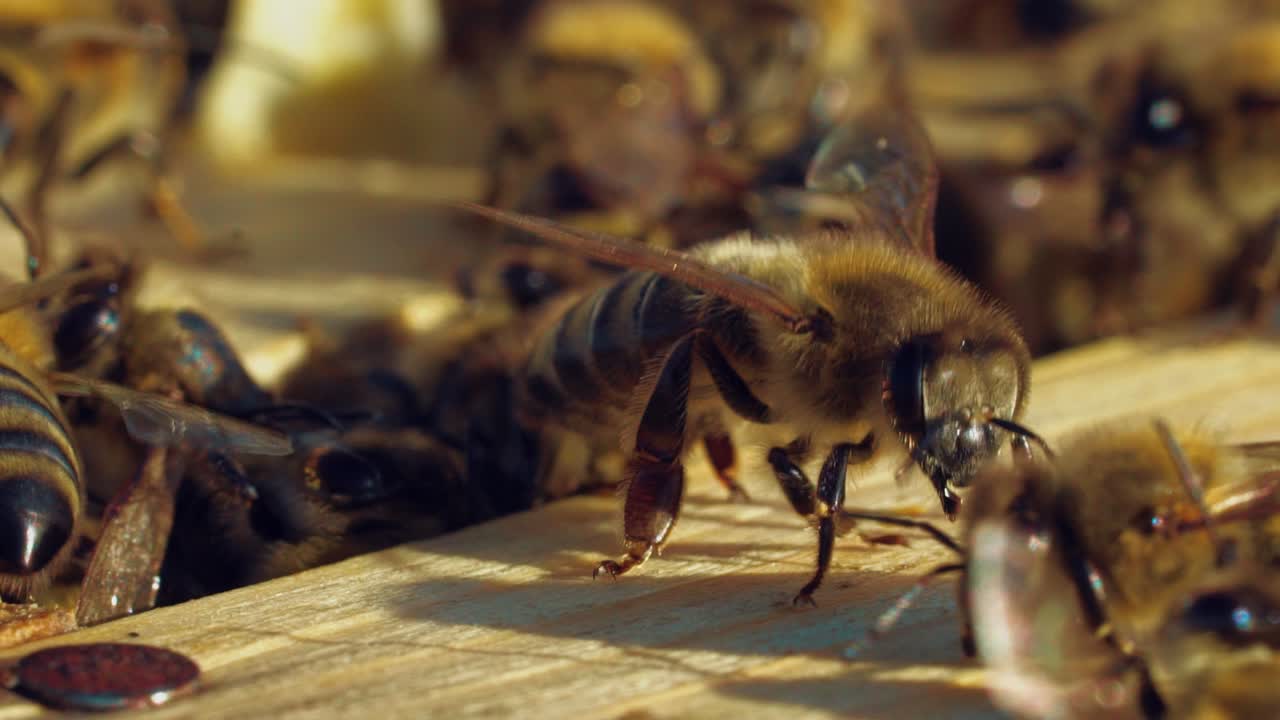Amazing bee crawling on a wooden surface among other insects on a sunny day. Slow motion of beautiful honey bees crawl on hive in summer. Macro shot