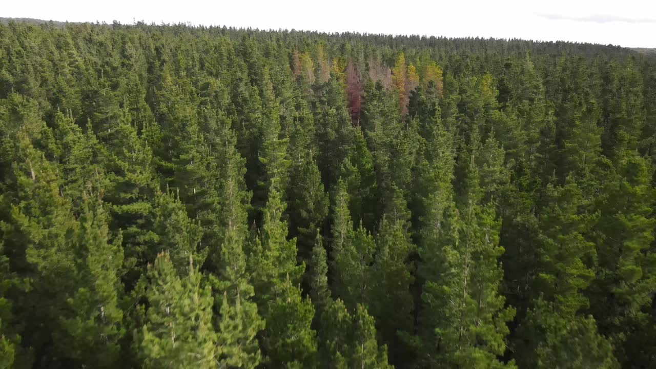 Drone aerial flying over large green pine forest with yellow pines within on windy day
