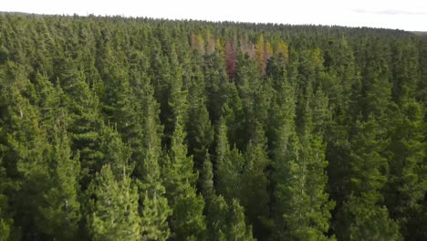 Drone-aerial-flying-over-large-green-pine-forest-with-yellow-pines-within-on-windy-day