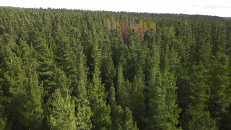 Drohnenflug-über-Großen-Grünen-Kiefernwald-Mit-Gelben-Kiefern-Im-Inneren-An-Windigen-Tagen