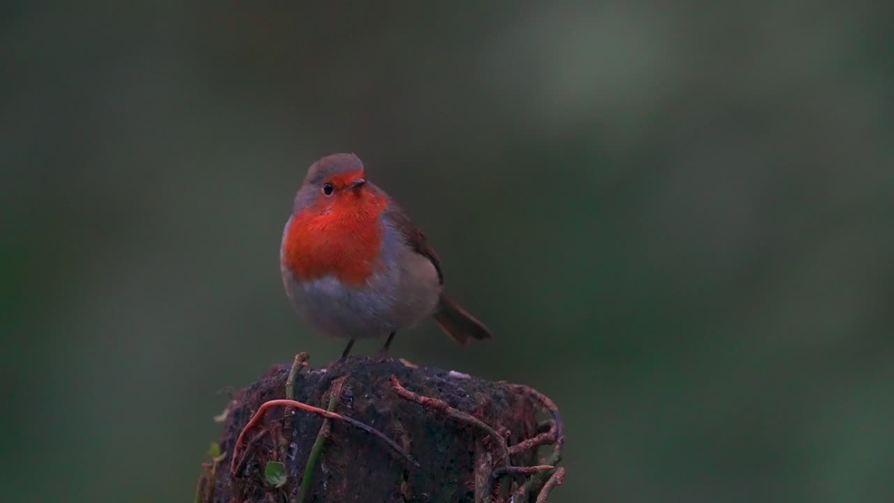 Una messa a fuoco su un pettirosso europeo maschio mentre si trova su un ceppo d'albero; proprio nel punto di messa a fuoco, il pettirosso si gira per guardare la telecamera, tempismo perfetto!