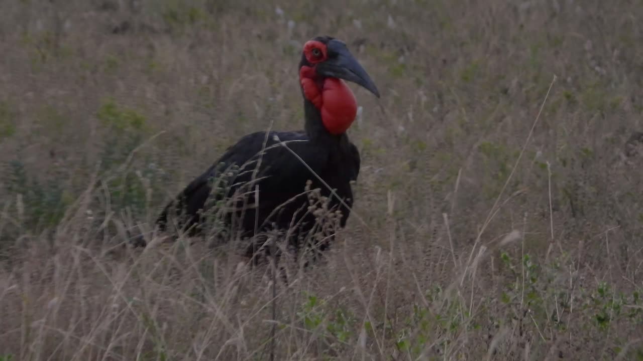 As darkness begins to fall, a Southern ground hornbill walks across a dry field, showcasing its distinctive features and natural behavior. The scene captures the bird in its arid environment at dusk.