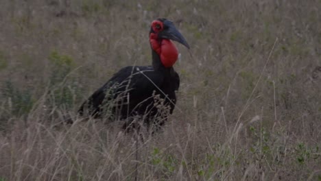 as darkness begins to fall, a southern ground hornbill walks across a dry field, showcasing its distinctive features and natural behavior. the scene captures the bird in its arid environment at dusk.