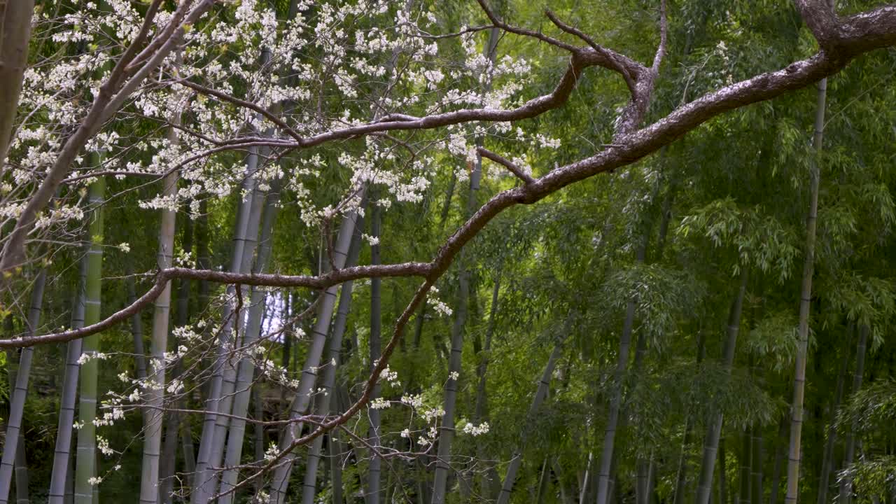 Stunning cherry blossom scenery with falling petals in Japan