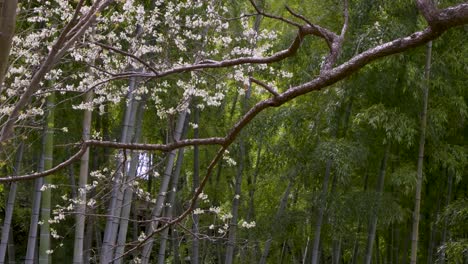 stunning cherry blossom scenery with falling petals in japan