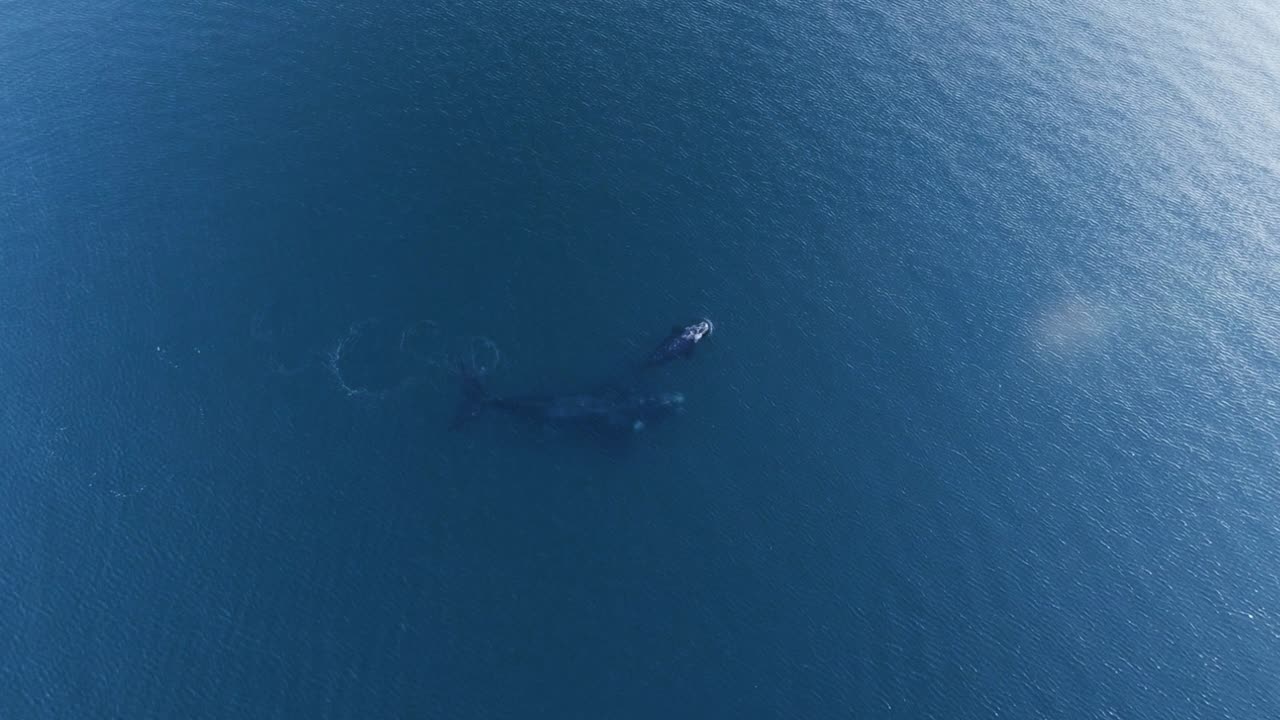 잔잔한 바다에서 함께 수영하는 남부 참고래 - 공중 새눈 샷 slowmo