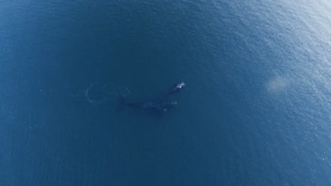 Südliche-Glattwale,-Die-Zusammen-Auf-Ruhiger-See-Schwimmen---Vogelaugenaufnahme-Aus-Der-Luft-In-Zeitlupe