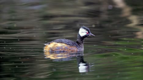 Close-up-shot-of-a-White-tufted-grebe-looking-around-and-the-diving-to-get-some-food