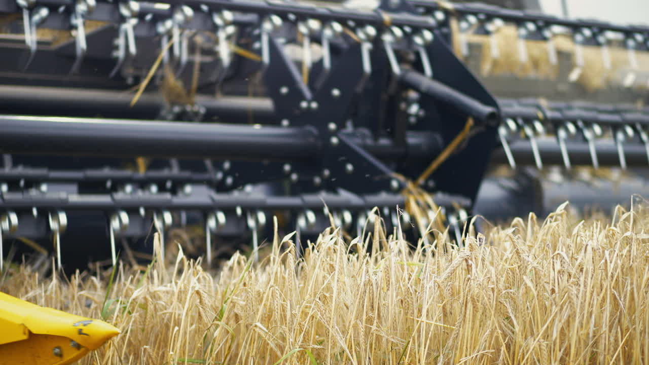 수확 기간 에  에서 황금 밀 을 잘라내는 수확기, 근접 촬영