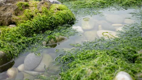 pebbles underwater in coastal seawater rock pool ecosystem wilderness dolly left