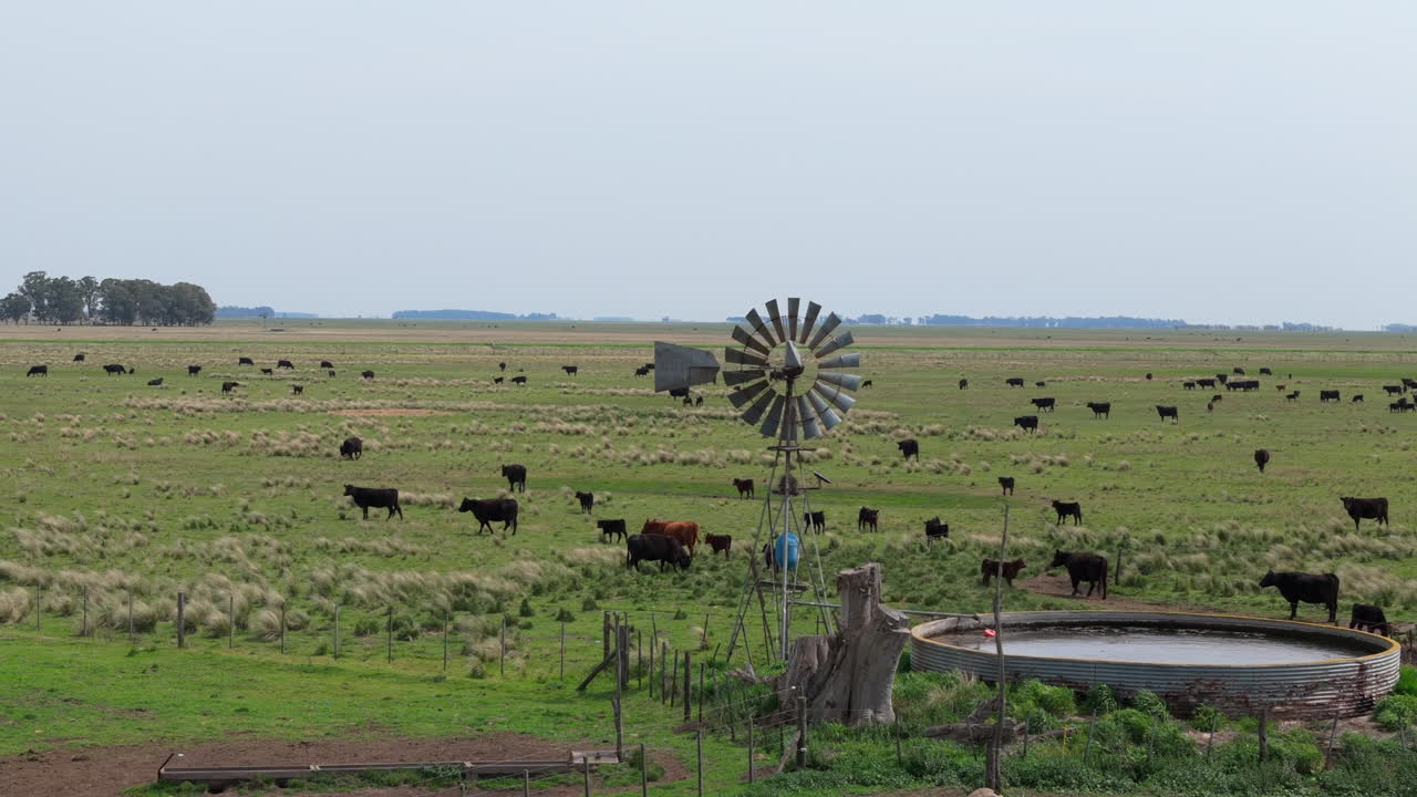 Close-up aerial shot of cows in a green grass field, with a windmill in center.