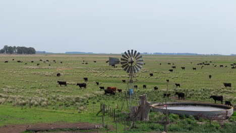 close-up aerial shot of cows in a green grass field, with a windmill in center.