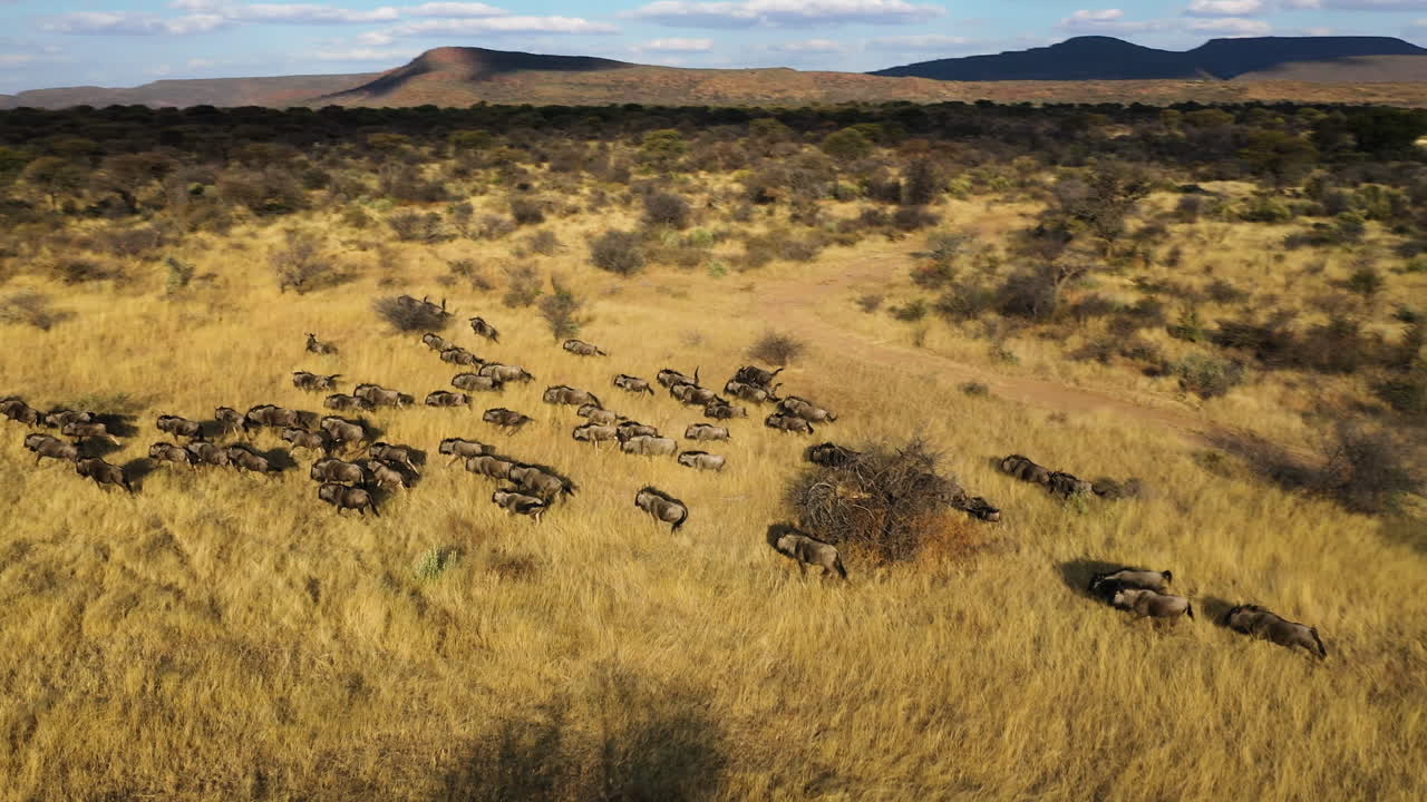 vista aérea siguiendo una manada de ñus azules corriendo por la sabana en la soleada namibia - connochaetes taurinus