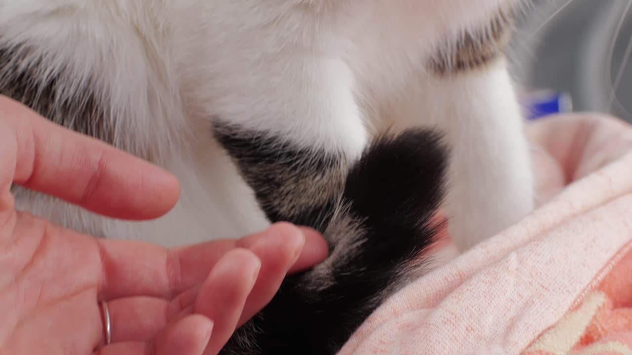 Woman hand stroking tricolor cat close-up. Kitty with yellow eyes. Pet at home