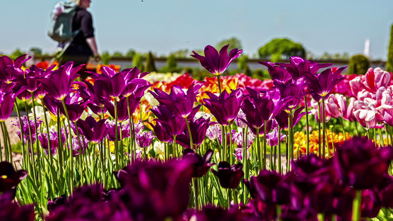 화창한 날에 튤립 밭을 걷고 즐기는 관광