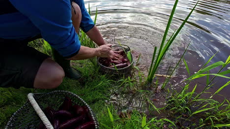 Mann-Wäscht-Geerntete-Süßkartoffeln-Im-Fluss