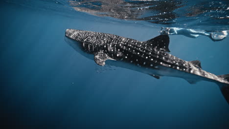 sideview of whale shark in slow motion rising to surface with mouth wide open as it feeds