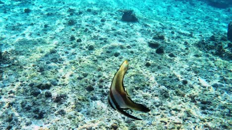 teira batfish swimming gracefully under the sea