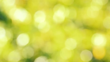 luz del sol fondo biológico amarillo, abstracto follaje borroso luz del sol