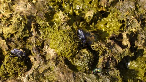 dung beetles in a pile of cow dung